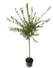 Japanvier Hakuro Nishiki 110-130 cm